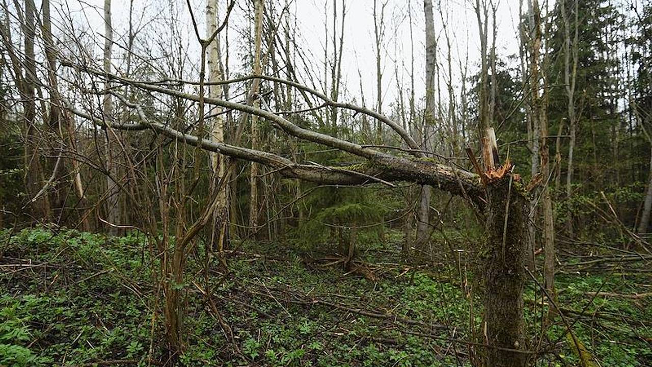 Россиянам предложили притвориться неживыми в одном случае