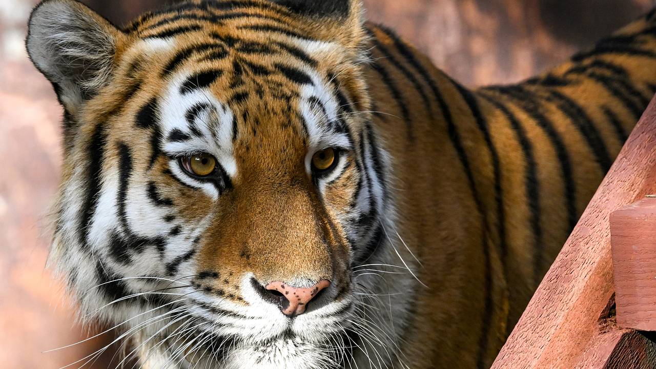 Россияне назвали главные стереотипы о Дальнем Востоке