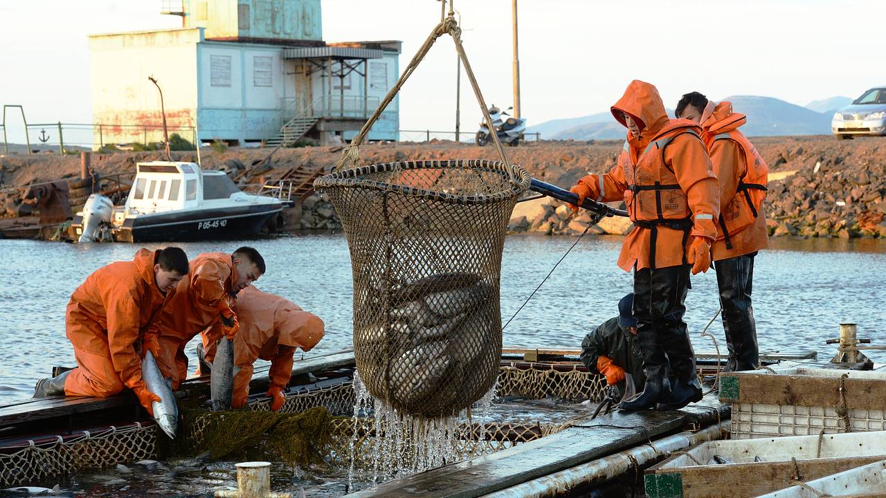 В России призвали спросить с ученых за нереальные прогнозы по лососям