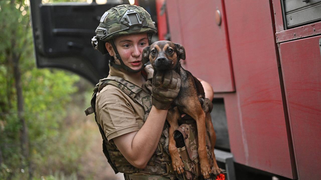 Российские военные рассказали о спасших их собаках на СВО