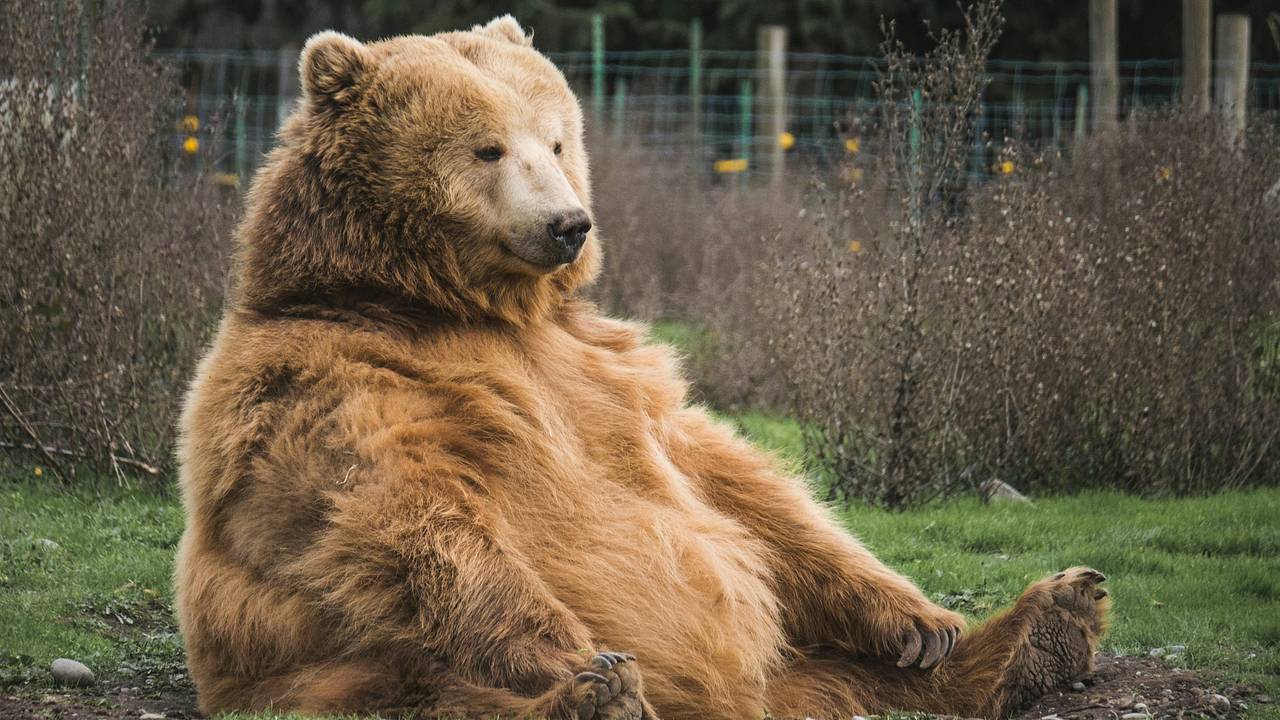 Четыре медведя пришли в гости к россиянке Четыре медведя пришли в гости к россиянке